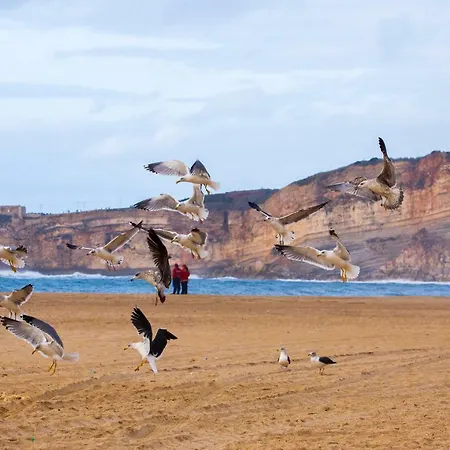 Ferhouse Dreams * Nazaré